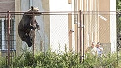 Ein männlicher Braunbär auf dem Hof des Octavian-Goga-Gymnasiums in der siebenbürgischen Stadt Csikszereda in Rumänien, 21. August 2018
