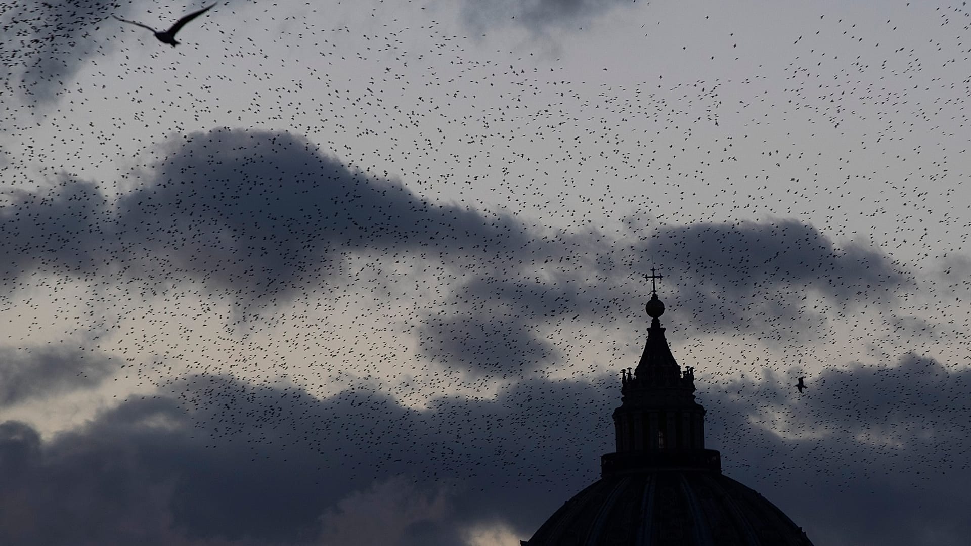 Hundreds of birds found dead in Rome's streets after New Year fireworks ...