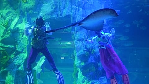 South Korea divers swim deep for some New Year’s cheer
