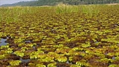 Seekühe in Kamerun leiden unter grüner Invasion. Können Käfer helfen?
