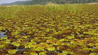 Seekühe in Kamerun leiden unter grüner Invasion. Können Käfer helfen?