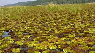 Salvínia gigante cobre um quarto da superfície do lago Ossa