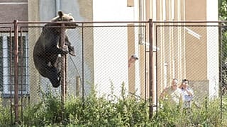 Un orso bruno nel cortile di un liceo di Miercurea Ciuc (nota anche come Csíkszereda)