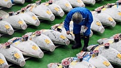 Thunfisch für 21 Millionen Yen