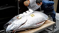 Der diesjährige Rekordfang wurde von einer Sushi-Bar-Kette in Tokio ersteigert
