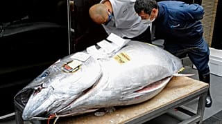 Der diesjährige Rekordfang wurde von einer Sushi-Bar-Kette in Tokio ersteigert