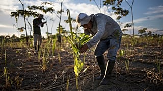 How to tell the difference between tree planting schemes and scams