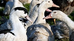 Ducks are pictured at a poultry farm in Montsoue, southwestern France, Tuesday, Feb.21, 2017. 