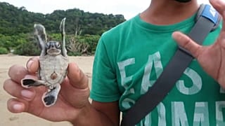 Ein Schildkrötenbaby in der Hand eines Naturschützers in Ostjava