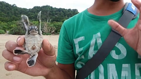 Ein Schildkrötenbaby in der Hand eines Naturschützers in Ostjava