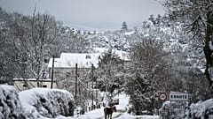 A horse walks along the road as snow covers the landscape in the small Pyrenees village of Esnotz, northern Spain, Tuesday, Jan. 5, 2021.
