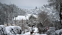 Un caballo camina a lo largo del camino mientras la nieve cubre el paisaje en el pequeño pueblo de Esnotz, en los Pirineos, al norte de España, el martes 5 de enero de 2021. 