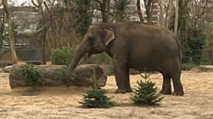 Tannenbaumspenden für den Berliner Zoo