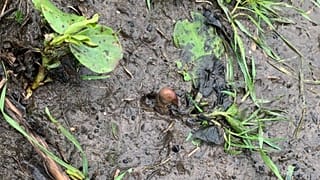 UK police looking for suspected human remains found a potato. Jan 2021.