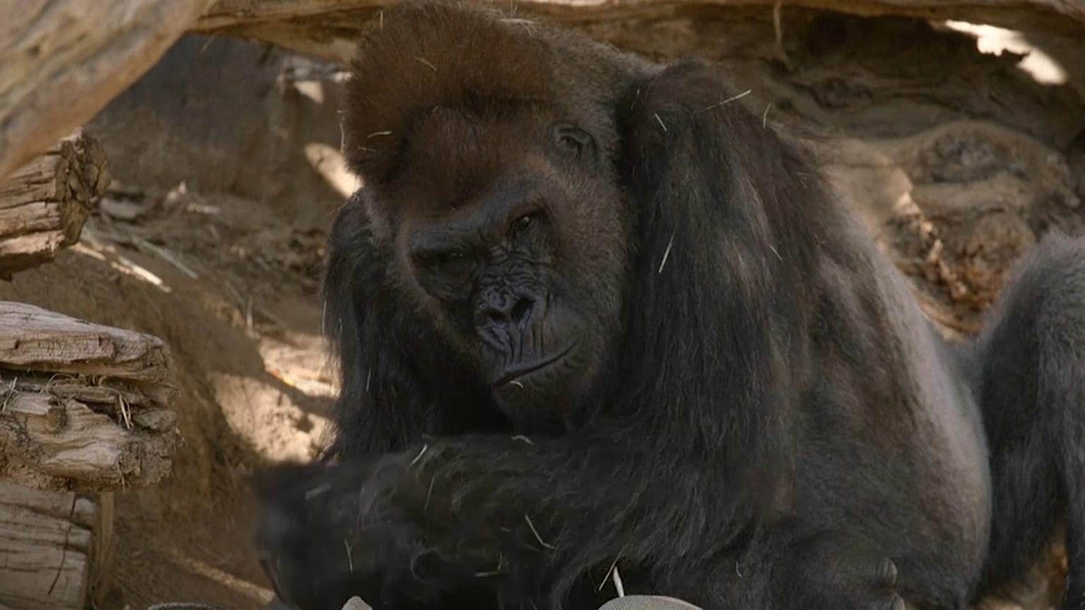 Gorilla