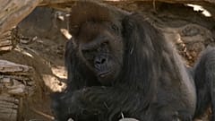 Gorilla