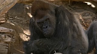 Gorilla