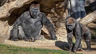 Members of the gorilla troop at the San Diego Zoo Safari Park in Escondido