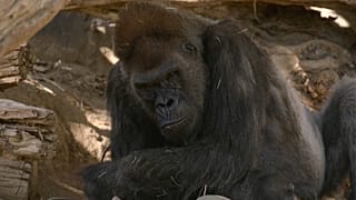 Gorila del Zoológico de San Diego