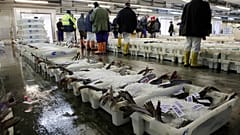 Traders work at Peterhead fish market in Peterhead, north of Aberdeen, northeast Scotland on August 27, 2014. 