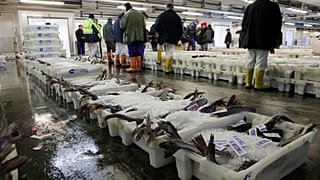 Traders work at Peterhead fish market in Peterhead, north of Aberdeen, northeast Scotland on August 27, 2014. 