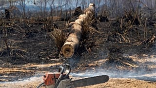 Rapporto del Wwf: "Perduti 43 milioni di ettari di foresta in 13 anni"