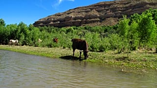 In this Sunday, June 1, 2014, photograph, cattle graze at the edge of the Verde River in Camp Verde, Ariz. (AP Photo/Ross D. Franklin)