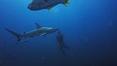 Divers from the Blue Ocean Dive Resort swims with black-tip sharks and other fishes during a baited shark dive in Umkomaas near Durban, South Africa, on December 10, 2020