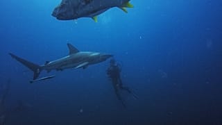 Divers from the Blue Ocean Dive Resort swims with black-tip sharks and other fishes during a baited shark dive in Umkomaas near Durban, South Africa, on December 10, 2020