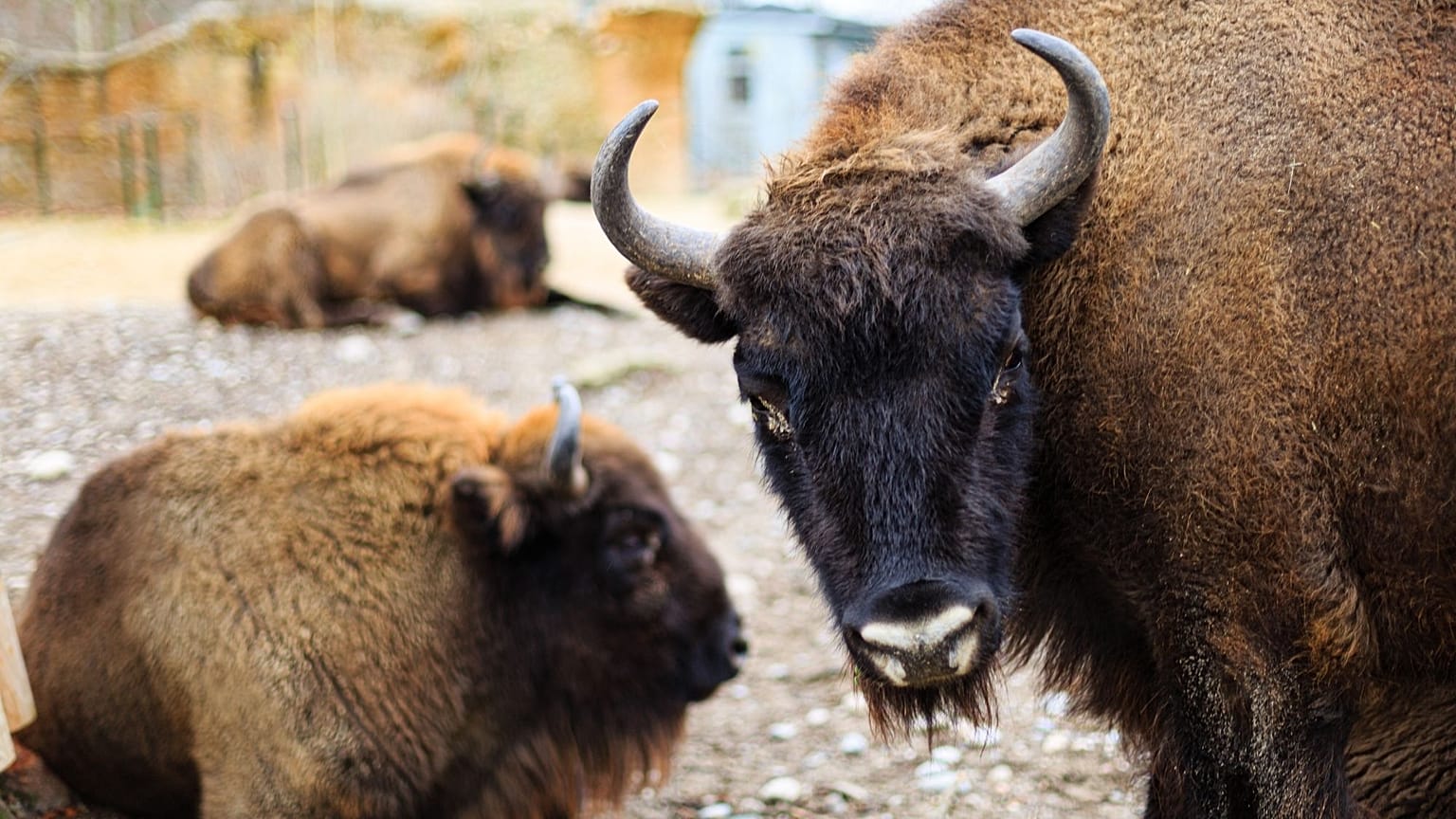 Bison have been missing from the UK for around 6,000 years. 