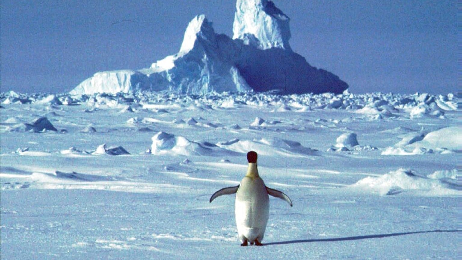Foto de un pingüino en la Antártida