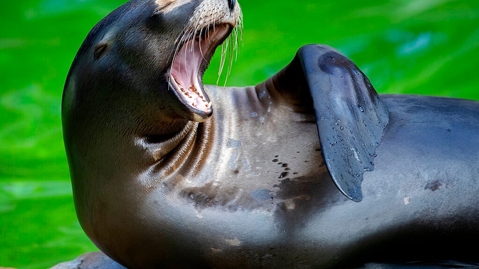 Seelöwe im Berliner Zoo, 7.7.2020