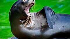 Seelöwe im Berliner Zoo, 7.7.2020