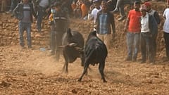 مصارعة الثيران في الهند ونيبال