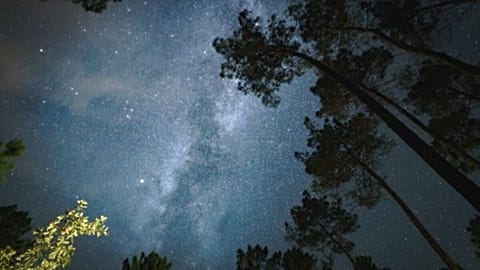 Landes de Gascogne Regional Natural Park in France