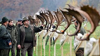 Trophy hunting