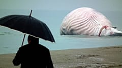 Foto de ilustración. Un hombre observa una ballena encallada en San Rossore, cerca de Pisa, Italia, el 26 de enero de 2011 (Archivo)