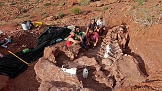 Bugüne kadar keşfedilenlerin en büyüğü olduğu sanılan dinozor fosili