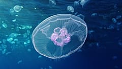 قنديل البحر القمري (Aurelia aurita) - ويكيميديا