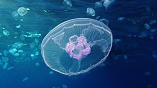 قنديل البحر القمري (Aurelia aurita) - ويكيميديا