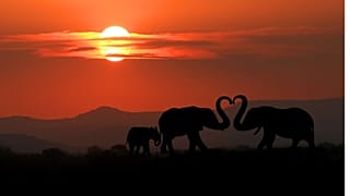 Elephants walk at dusk
