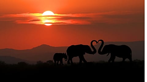 Elephants walk at dusk