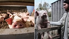 Why veganism is going to explode in 2021: Ed Winters