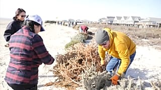 Voluntarios construyendo dunas en Surfside Beach, Texas