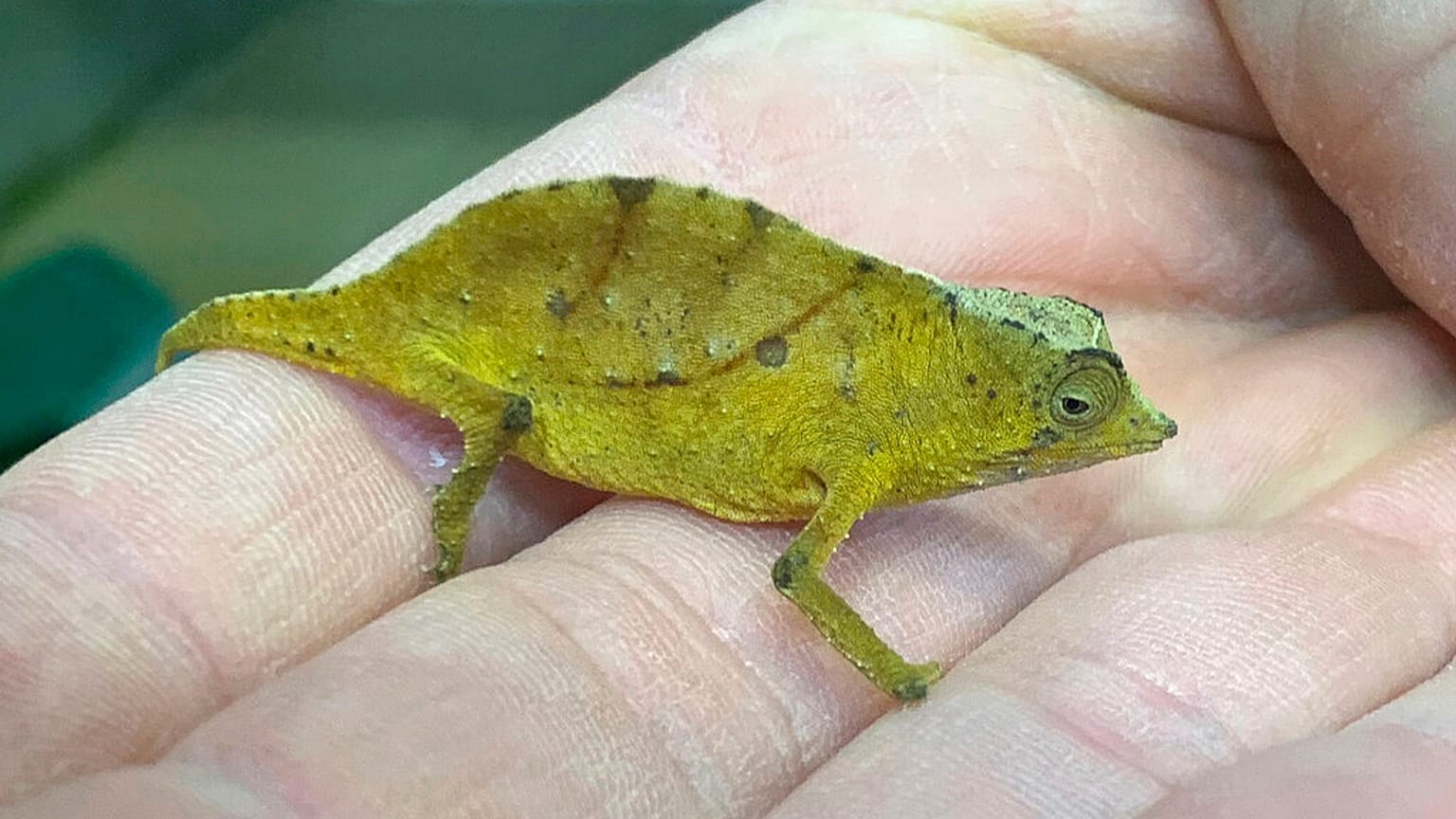 Ein Chamäleon im Tiergarten Schoenbrunn, Wien, Österreich, 25.01.2021