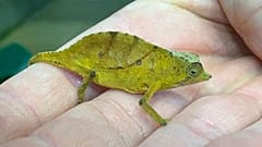 Ein Chamäleon im Tiergarten Schoenbrunn, Wien, Österreich, 25.01.2021