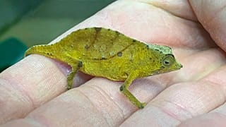 Ein Chamäleon im Tiergarten Schoenbrunn, Wien, Österreich, 25.01.2021