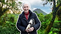 The Jane Goodall Institute stopped publishing photos of the legendary primatologist with monkeys last year, issuing similar guidance to the IUCN.