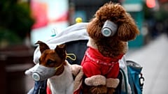 Maskeli evcil köpekler
