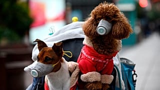 Maskeli evcil köpekler